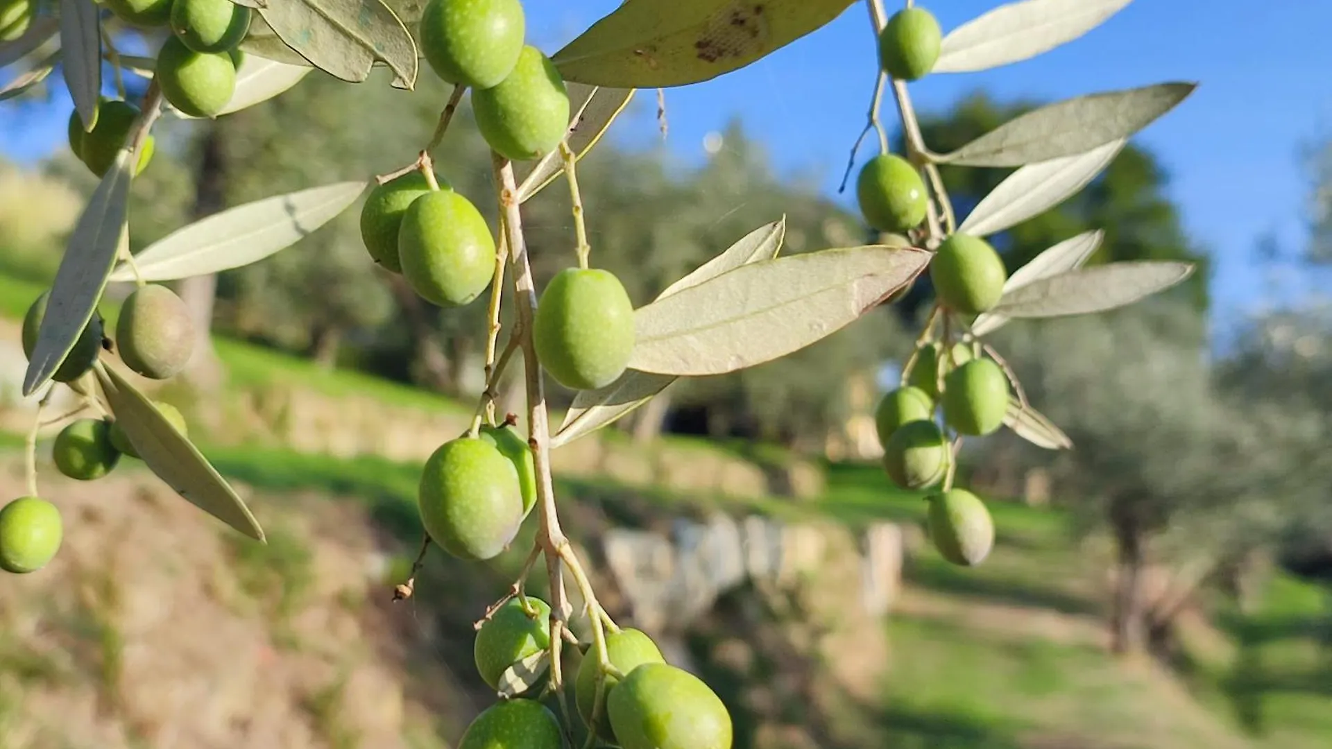 Agriturismo Cafaggio Primo Loro Ciuffenna 0*,  Italien