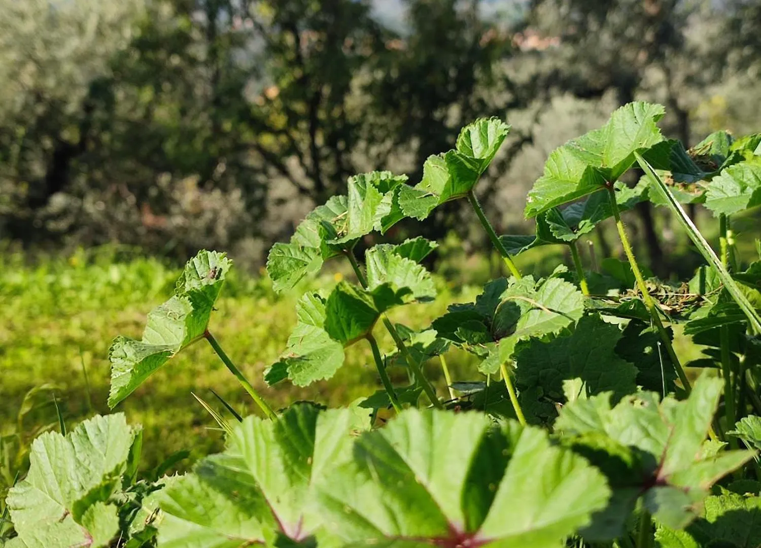 Agriturismo Cafaggio Primo لورو تْشووفينّا 0*,