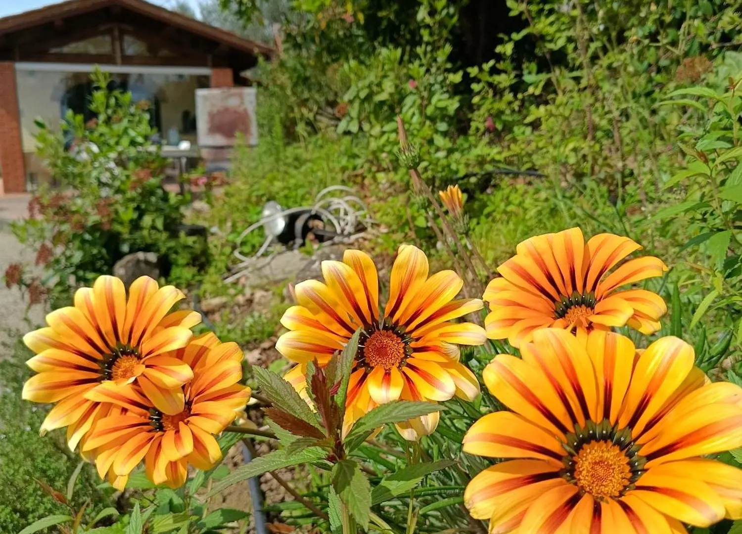 Agriturismo Cafaggio Primo Loro Ciuffenna