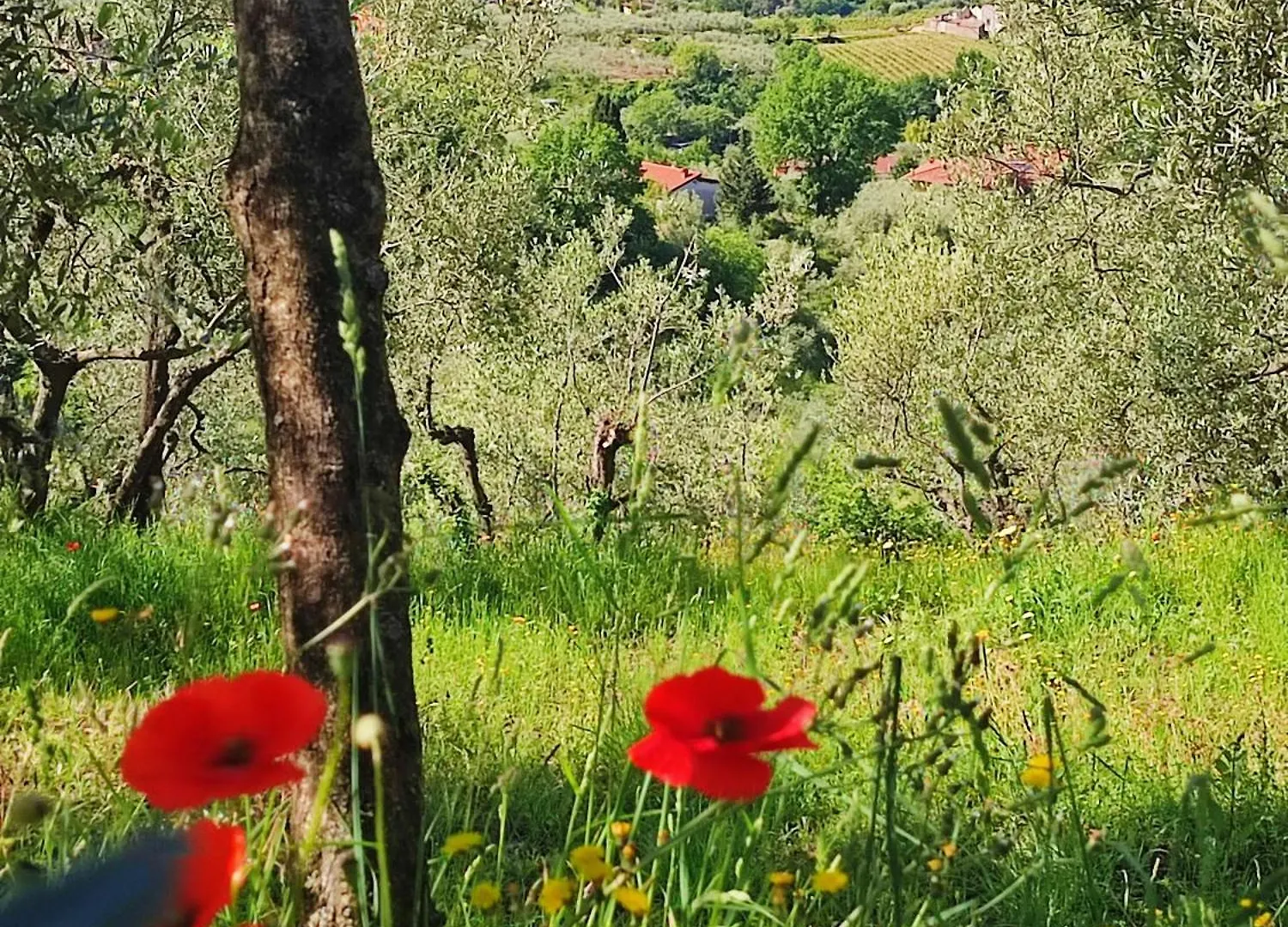 Alloggio per agriturismo Agriturismo Cafaggio Primo Loro Ciuffenna Italia